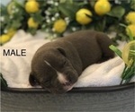 Small Photo #10 American Bully Puppy For Sale in SALEM, IL, USA
