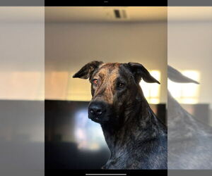 Xena - Female Holland Shepherd-Unknown Mix Dog for Adoption - Photo #3