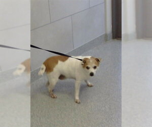 Mutt Dogs for adoption in Naples, FL, USA