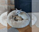Small #6 Chihuahua Mix