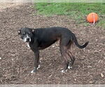 Small #4 American Pit Bull Terrier Mix