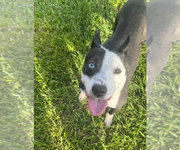 Medium Photo #1 American Staffordshire Terrier Puppy For Sale in Holly Springs, NC, USA