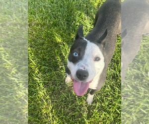 American Staffordshire Terrier Dogs for adoption in Holly Springs, NC, USA