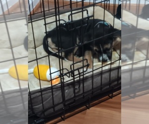 Beagle Puppy for sale in WARREN, MI, USA