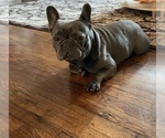 Small Photo #2 French Bulldog Puppy For Sale in ELDERWOOD, CA, USA