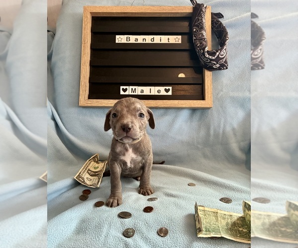 Medium Photo #8 Cane Corso Puppy For Sale in FRANKLIN PARK, IL, USA
