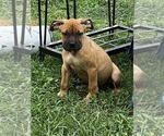 Puppy Puppy 2 Cane Corso