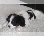Small Photo #52 Cavalier King Charles Spaniel Puppy For Sale in HOWLAND, OH, USA