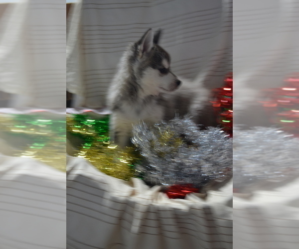 Medium Photo #4 Alaskan Klee Kai Puppy For Sale in GREENWOOD, WI, USA