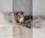 Small Photo #7 Yorkshire Terrier Puppy For Sale in RIVERSIDE, CA, USA