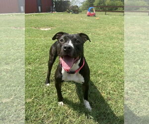 American Pit Bull Terrier-Unknown Mix Dogs for adoption in Royse City, TX, USA