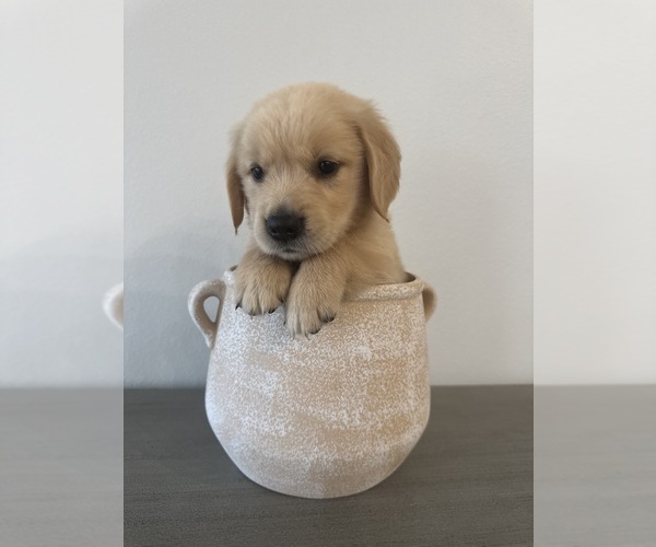 Medium Photo #1 Golden Retriever Puppy For Sale in GREENVILLE, SC, USA