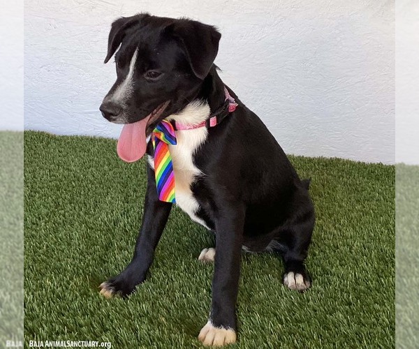 Medium Photo #8 Border Collie-Unknown Mix Puppy For Sale in San Diego, CA, USA