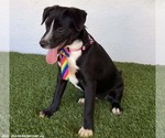 Small Photo #8 Border Collie-Unknown Mix Puppy For Sale in San Diego, CA, USA