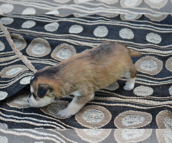 Medium Photo #16 Alaskan Klee Kai-Pomeranian Mix Puppy For Sale in GREENWOOD, WI, USA