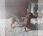 Small Photo #1 Dachshund Puppy For Sale in RATTAN, OK, USA