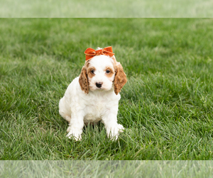 Cockapoo (Miniature) Puppy for sale in NAPPANEE, IN, USA