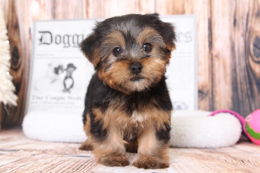 Medium Photo #1 Yorkshire Terrier Puppy For Sale in BEL AIR, MD, USA