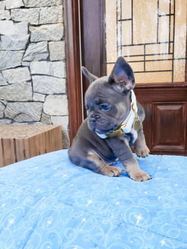 Medium Photo #15 French Bulldog Puppy For Sale in MARYSVILLE, WA, USA