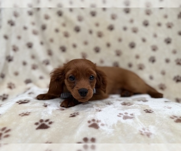 Medium Photo #7 Cavapoo (Miniature) Puppy For Sale in LAKELAND, FL, USA