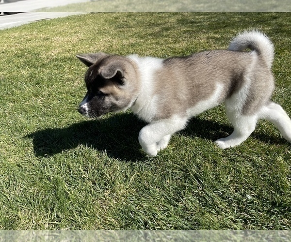 Medium Photo #7 Akita Puppy For Sale in FONTANA, CA, USA