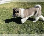 Small Photo #7 Akita Puppy For Sale in FONTANA, CA, USA