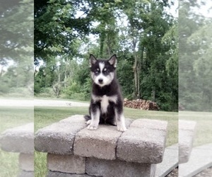 Pomsky Puppy for sale in FREDERICKSBURG, OH, USA
