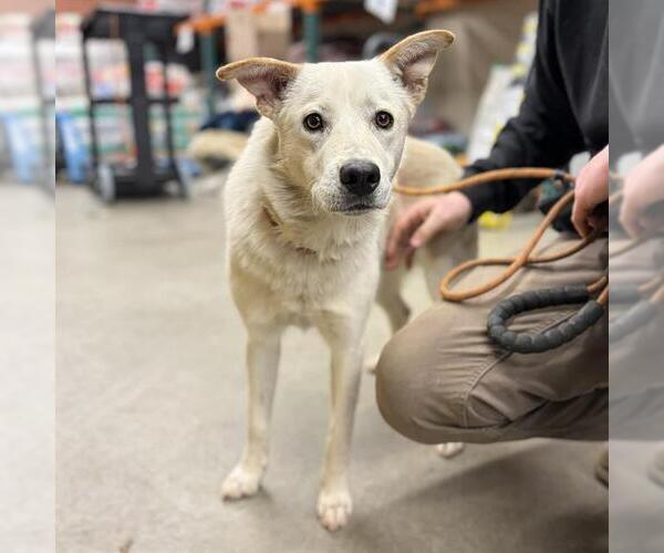 Medium Photo #1 Siberian Husky-Unknown Mix Puppy For Sale in Modesto, CA, USA