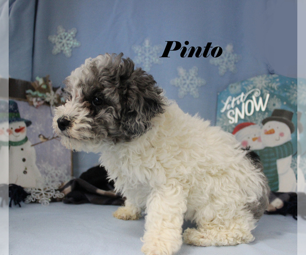 Medium Photo #17 Poodle (Toy) Puppy For Sale in CHANUTE, KS, USA