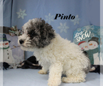 Pinto - Male Poodle (Toy) Puppy for Sale - Photo #17