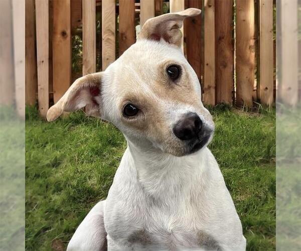 Medium Photo #7 Colonial Cocker Spaniel-Unknown Mix Puppy For Sale in San Diego, CA, USA
