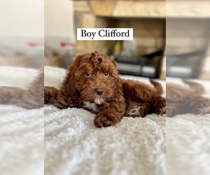 Bernedoodle-Cavapoo Mix Puppy for Sale in LAGUNA NIGUEL, California USA