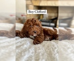Small Bernedoodle-Cavapoo Mix