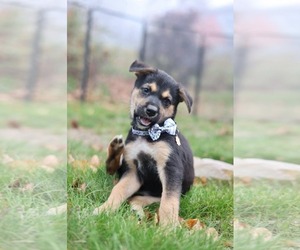 Edward - Male Mutt Dog for Adoption - Photo #5