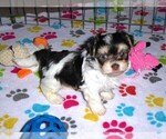 Small Photo #8 Havanese Puppy For Sale in ORO VALLEY, AZ, USA