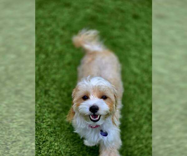Medium Photo #5 Maltese-Unknown Mix Puppy For Sale in Plantation, FL, USA