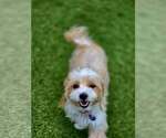 Small #4 Maltese Mix