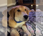 Small #10 Doberman Pinscher-Great Pyrenees Mix