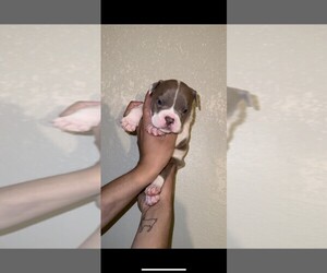 Bulldog Puppy for sale in LITTLEROCK, CA, USA