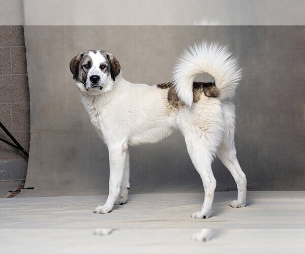 Medium Photo #2 Anatolian Pyrenees Puppy For Sale in Jackson, CA, USA