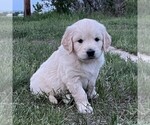Small Photo #7 Golden Retriever Puppy For Sale in BENNETT, CO, USA