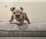 Small Photo #9 English Bulldog Puppy For Sale in PORT SAINT LUCIE, FL, USA
