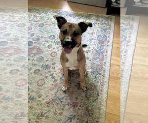 German Shepherd Dog-Unknown Mix Dogs for adoption in Monterey, VA, USA