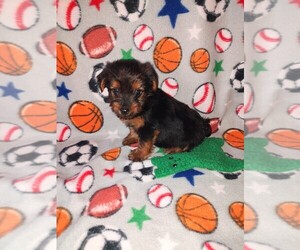 Yorkshire Terrier Litter for sale in LAPEER, MI, USA