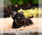 Puppy Chewbarka AKC French Bulldog
