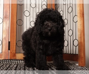 Medium Poodle (Miniature)