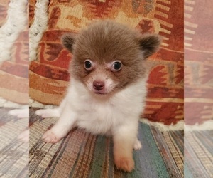 Pomeranian Puppy for sale in NOCONA, TX, USA