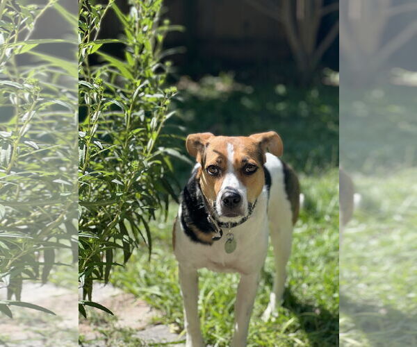 Medium Photo #10 Mutt Puppy For Sale in  Gainesville, FL, USA