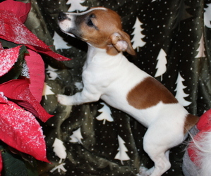Jack Russell Terrier Puppy for sale in LINCOLN, IL, USA