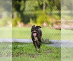 Small #5 Mutt